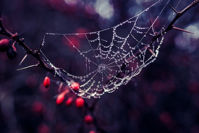 web